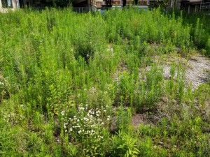 大阪府吹田市の空き地の草刈り前