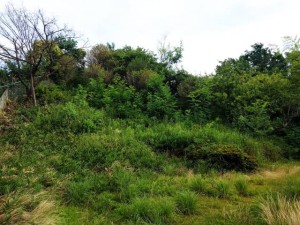 大阪府吹田市のお庭の草刈り前