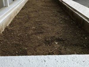 守口市のマンション植栽部の草引き後