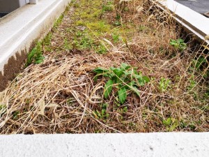 守口市のマンション植栽部の雑草