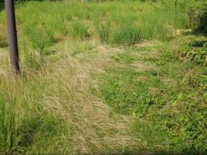 芝の伸びた中庭