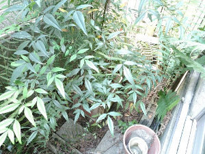 東淀川区のお庭の防草シート施工前