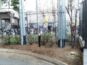 池田市のマンション緑地帯の管理作業後