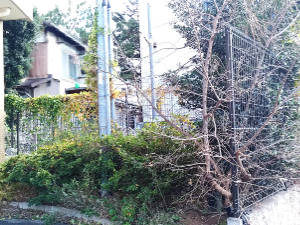池田市の荒れ果てたマンション緑地帯