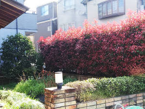 西宮市の個人様邸宅での剪定、除草前のお庭