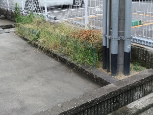 マンションの一角の雑草の生えた植栽スペース【東淀川】