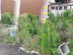 草抜き前の空き地【東大阪】