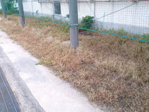 除草剤散布後の枯れた雑草【大阪】