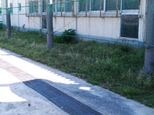 除草剤散布前の青々とした雑草【大阪】