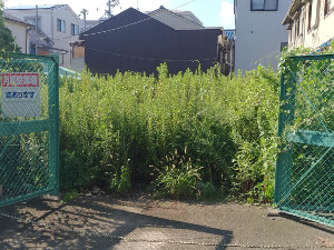 雑草が高く生い茂った空き地【大阪市】