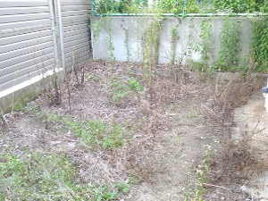 雑草の生えたマンションの占有庭【吹田】
