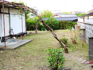 庭木も剪定し雑草も刈りとった庭【吹田】