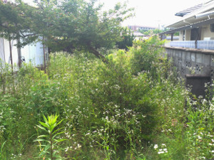 庭木も伸び雑草の生い茂った庭【吹田】