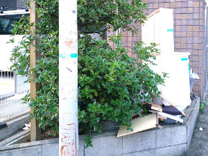 植栽スペースのヒイラギモクセイ【淀川】